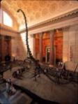Barosaurus, Museum of Natural History Barosaurus, Museum of Natural History